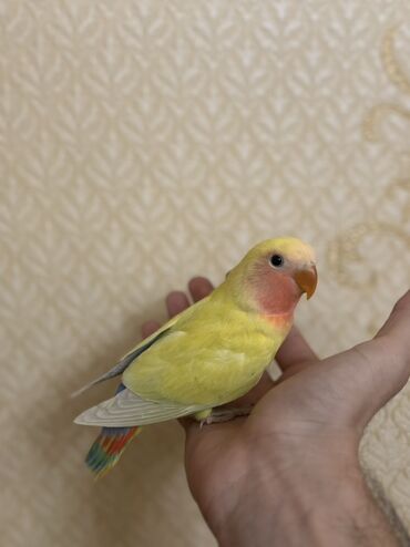 Tutuquşları: Salam 1 aylığ 4ədəd bala nerazluçnikdir. Tam sağlamdırlar ələ — 9