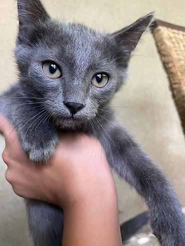 отдам котят даром: Котята, домашние. На фото — малыши классического окраса: черные и — 5