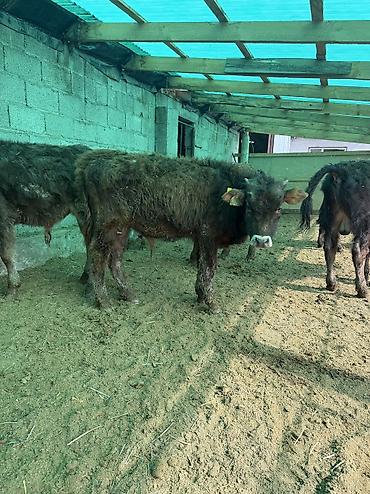 Коровы, быки: Продаю | Бык (самец) — 5