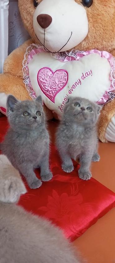 Pişiklər: Şotland — 5