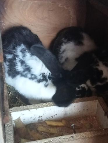 Кролики: Продаю | Крольчата | Для разведения — 1