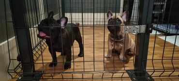 Psi: Muzijak francuskog buldoga dostupan za parenje,star 2 godine — 6