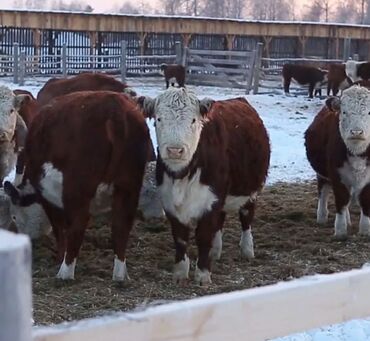 коровы для молока: Сатам | Уй (ургаачы), Кунаажын | Ангус, Герефорд, Голштин | Бордоп семиртүү үчүн, Союуга, Көбөйтүү үчүн | Асыл тукумдуу