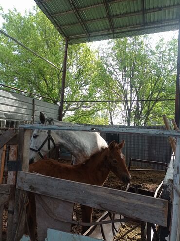 лошадь кыргызстан: Продаю | Кобыла (самка) | Дончак | Для разведения | Племенные