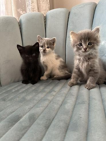 белая персидская кошка: Котята-домашние малыши - Три очаровательных котёнка: дымчато‑серый — 1