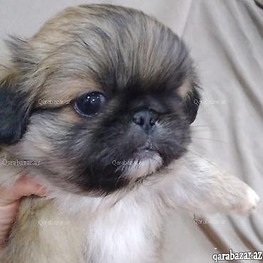 Pekines