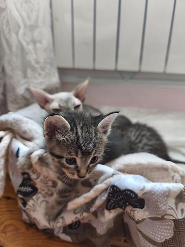 jersey cinsi: Уникальные котята: дети знатной Сфинкс и гордого уличного кавалера! ❤️ — 6
