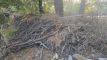 Дрова бесплатно, самовывоз. Отдам даром большую кучу веток и сучьев
