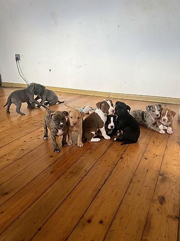 ag at sekilleri: Pitbul, 2 ay, Peyvəndli, Ödənişli çatdırılma — 1