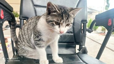 Отдам даром кошку: Кошка даром: Беспородная, Девочка