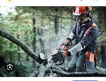 Спил деревьев, заготовка дров: Бак кыйууу бак жыгуу отун дрова — 6