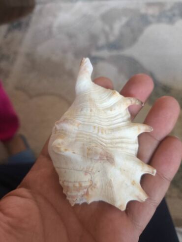 Digər ev dekoru: 1. Növ və nadirlik: • Soldakı və sağdakı hamar, qəhvəyi naxışlı — 8