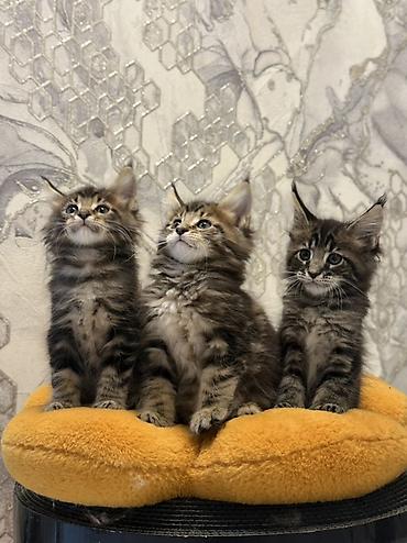 маленькая кошка: Породистые котята мейн-кун (окрас: коричневый тигровый табби). Крупный — 3