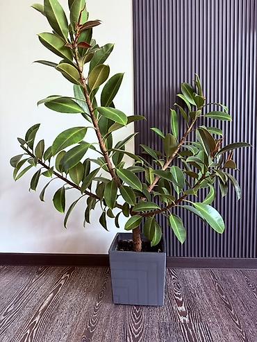хола: Комнатные растения в горшках: 1) Молочай Миля (Euphorbia milii) — — 2