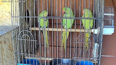 bulbul quşu satışı: Satılır: Salam hazır cütdü ən son 5 bala verib hal hazırda bala — 1
