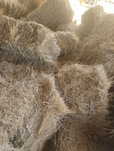 собака доберман сколько стоит: Спарцеп пресс сатылат 22шт lalafo.kg да собака доберман сколько стоит: Спарцеп пресс сатылат 22шт