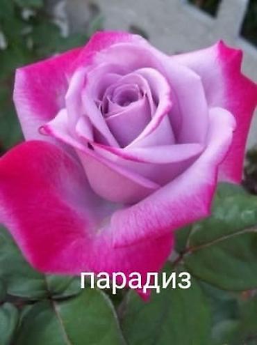 садовые розы: Саженцы — 2