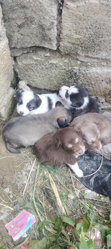 İtlər: Xaski, 1 ay, Erkek, Ödənişli çatdırılma