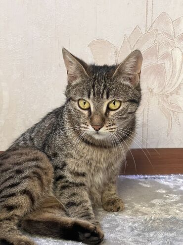 Отдам даром кошку: Кошка даром: Беспородная, 2 года, Девочка, С документами, С прививками, Кастрирована