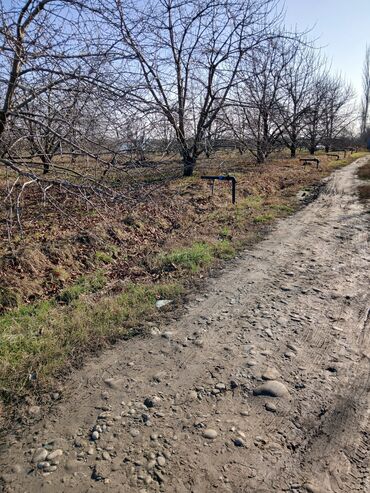 Ağaclar: Məhsul: Çiçəklənmə dövründə meyvə bağı (görünən ağaclar — 6