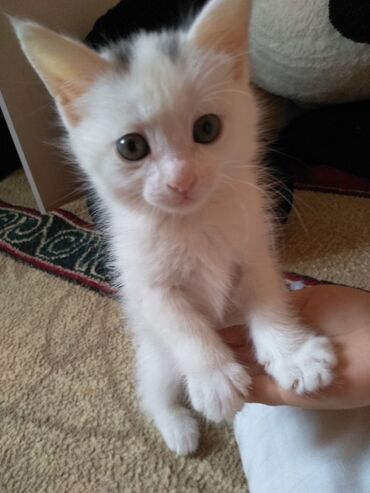 Коты: Продаются котенок . породы :Турецкая Ангора 1,5 месяца девочкав