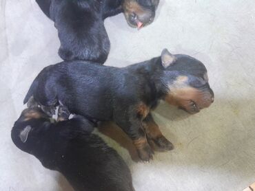 İtlər: Rotveyler, 1 ay, Erkek, Sənədli, Ünvandan götürmə lalafo.az -da İtlər: Rotveyler, 1 ay, Erkek, Sənədli, Ünvandan götürmə