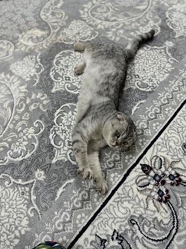 Продажа кошек: Скотиш Фолд (Шотландская вислоухая), 10 месяцев, Мальчик, Проглистована, Приучена к лотку — 13