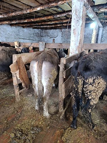 Коровы, быки: Продаю | Корова (самка), Тёлка | Полукровка | На забой | Привязанные — 5