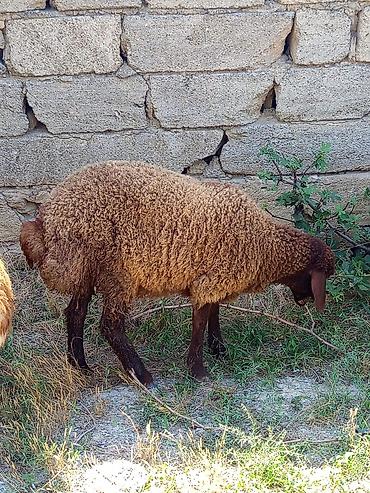 Mal-qara: Qoyun – yerli cins, tünd-qəhvəyi yunlu - Növ: qoyun (qəhvəyi yunlu — 1