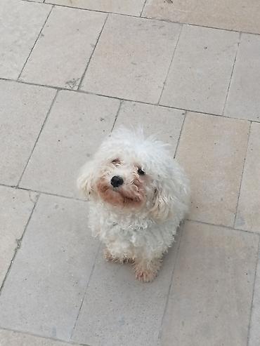 coban itleri: Pudel, 8 ay, Dişi, Peyvəndli — 1