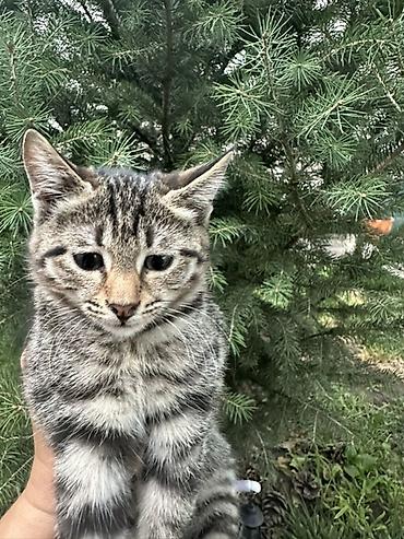 бенгалская кошка даром: - Окрас: классический «тигровый» (серебристо-серый с тёмными полосами) — 2