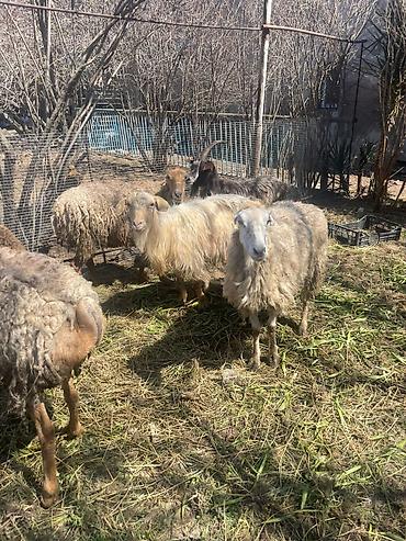 Qoyunlar, qoçlar: Qoyun sürüsü satılır - Növlər: yerli qarışıq ət-yun istiqamətli — 10