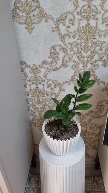 Драцены и Сансевиерии: Распродажа цветов долларовое дерево в красивых горшках отлично — 17