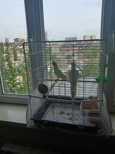 Tutuquşları: 1dəfə bala vermiş. Cüt lutino karella. Qəfəs və bütün avadanlıqlar