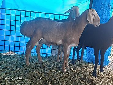 Баран, овца: Продаю | Баран (самец) | Арашан at lalafo.kg — 5 Баран, овца: Продаю | Баран (самец) | Арашан — 5