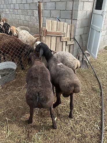 Продам с/х животных: Продаю | Баран (самец) | Полукровка — 3