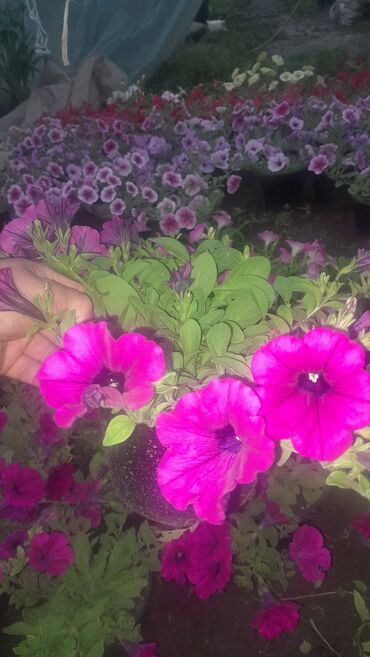 Другие комнатные растения: Цветы ампель питуния 
Шафраны
Сальвия
геаргины низкоростные