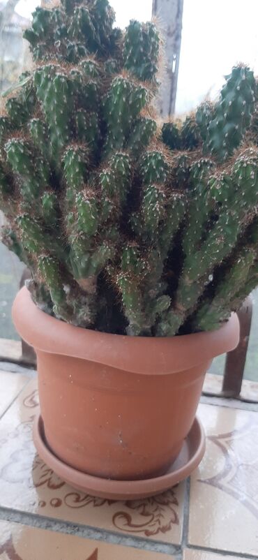 Otaq bitkiləri: Hazir qabda ekilmiş, boyuk ölcude kaktus bitkisi, sağlam ev şeraitin — 10