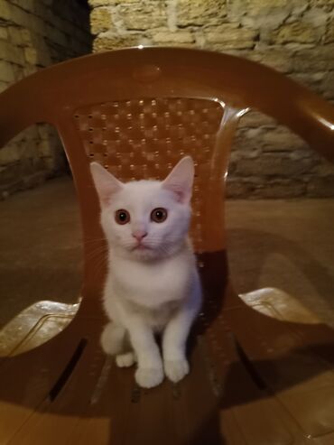 Pişiklər: Erkək, Dişi, Yaxşı əllərə, Ödənişli çatdırılma — 2