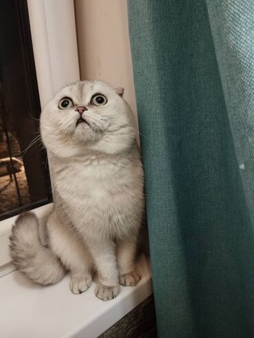 Вязка кошек: Вязка: Scottish Fold breed, Boy cat, 2 years cat, With vaccinations cat, Silver chinchilla cat color