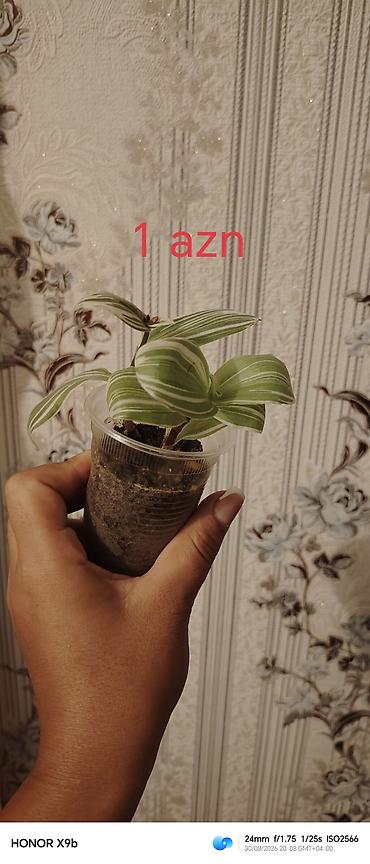 гул койгуч: Otaq bitkiləri şitilləri - Sukulent (kiçik qara plastik dibçəkdə) — 5