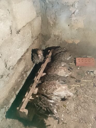 Cücələr: Hinduşka cücələri, Damazlıq — 4