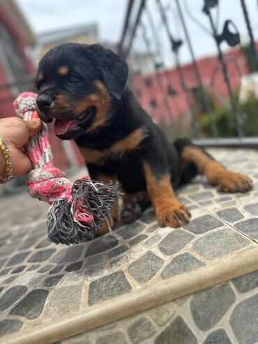 İtlər: Rotveyler, 1 ay, Erkek -da lalafo.az — 2 İtlər: Rotveyler, 1 ay, Erkek — 2