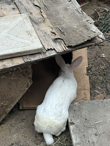 Dovşanlar: Qiymet 5 manatdan 27 manata kimi dir 5 manata balalar 10 manata erkey — 2