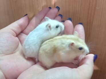 Хомяки: Продаются хомячки джунгарские, сирийские, ангорские пушистые хомячки — 9