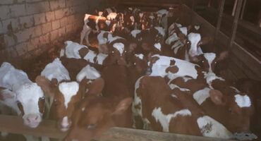 продаю музоо торпок корова самка бык самец айрширская ангус алатауская на забой для разведения на откорм племенные нетель привязанные: Продаю | Корова (самка), Бык (самец), Тёлка