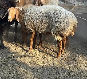 Баранина: Продаю | Овца (самка) | На забой, Для разведения | Ярка — 1