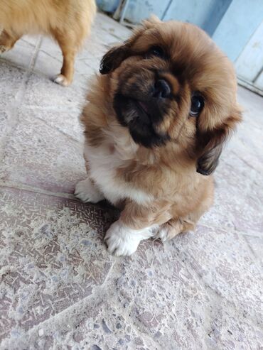İtlər: Pekines — 7