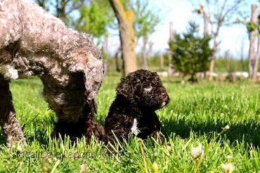 Psi: Lagotto Romagnolo štenci dostupni u odgajivačnici Ideal Dale Otkrijte — 12