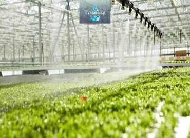 Другое оборудование для бизнеса: 🌱 6 причин начать использовать систему тумана для вашей теплицы! 🌫️